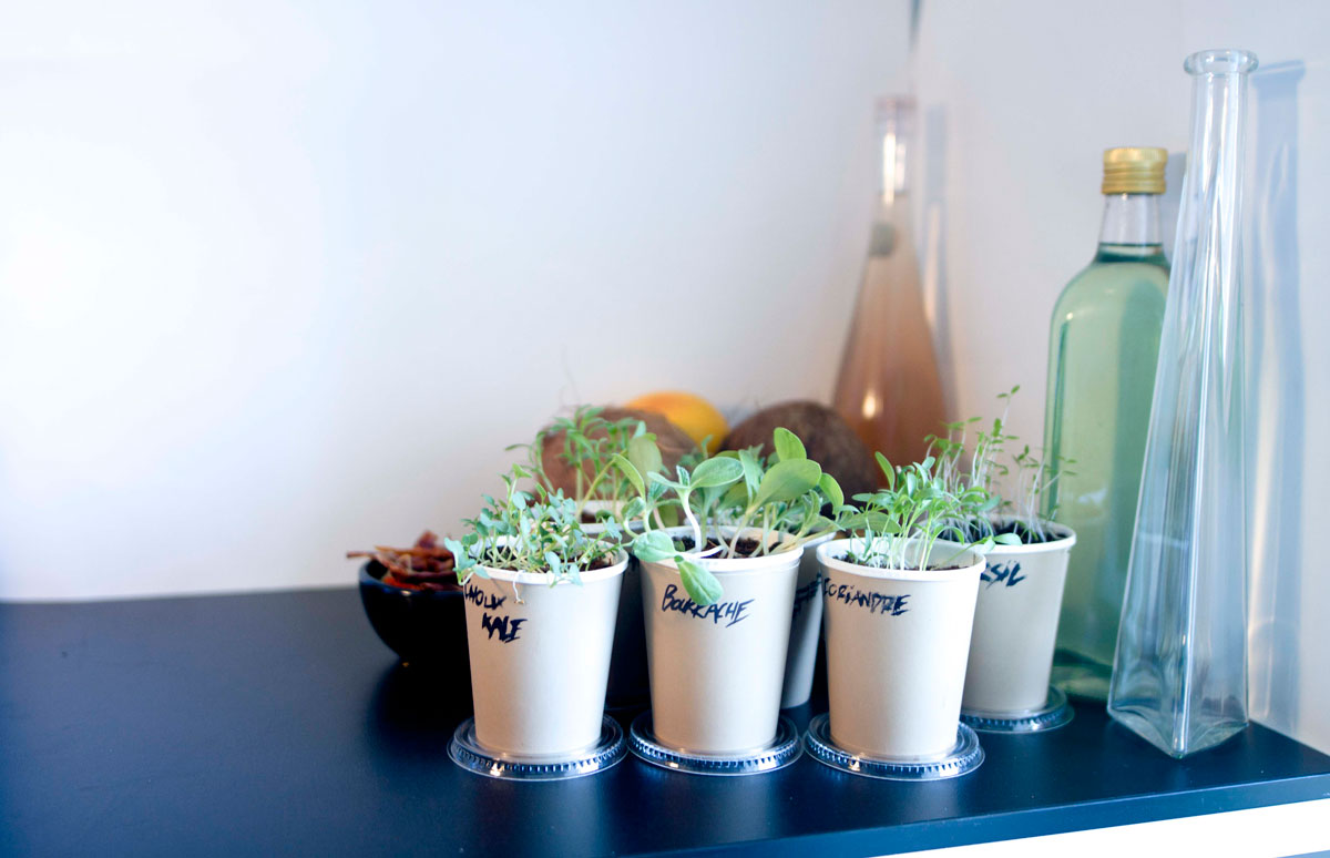 Add a Little Life to Your Office with Plants